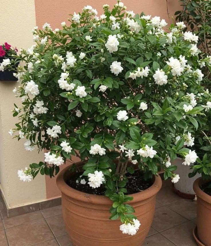 Gardenia jasminoides