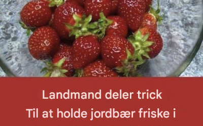 Sådan holder du dine jordbær friske i længere tid