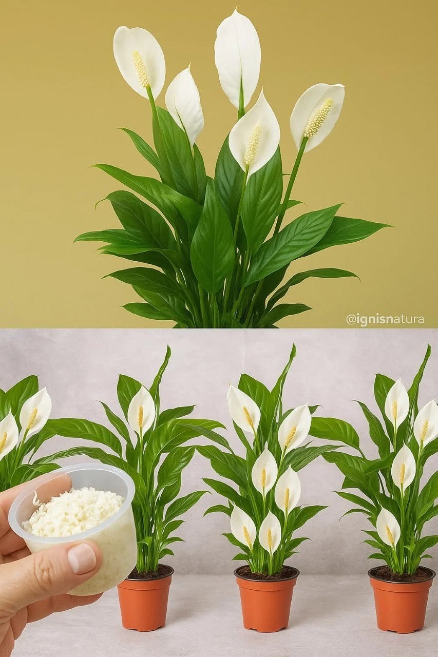 Sådan bruger du bagepulver til at stimulere dine planters blomstring