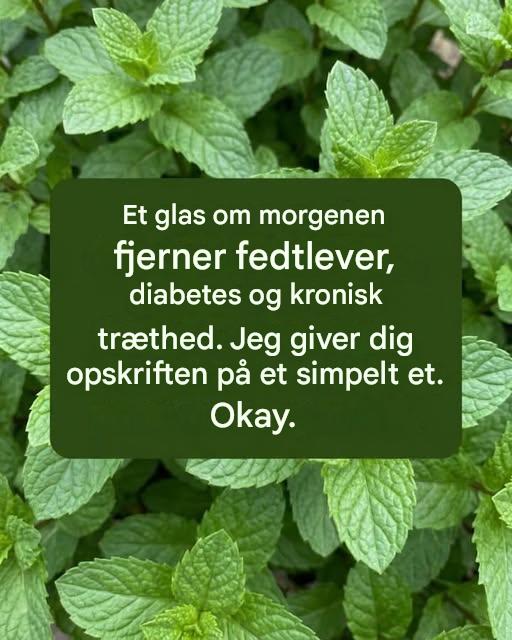 Bare et glas om morgenen fjerner fedtlever, diabetes og træthed…