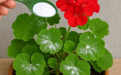 Sådan får du pelargonier fulde af blomster: Du skal vande dem sådan her for altid at de trives