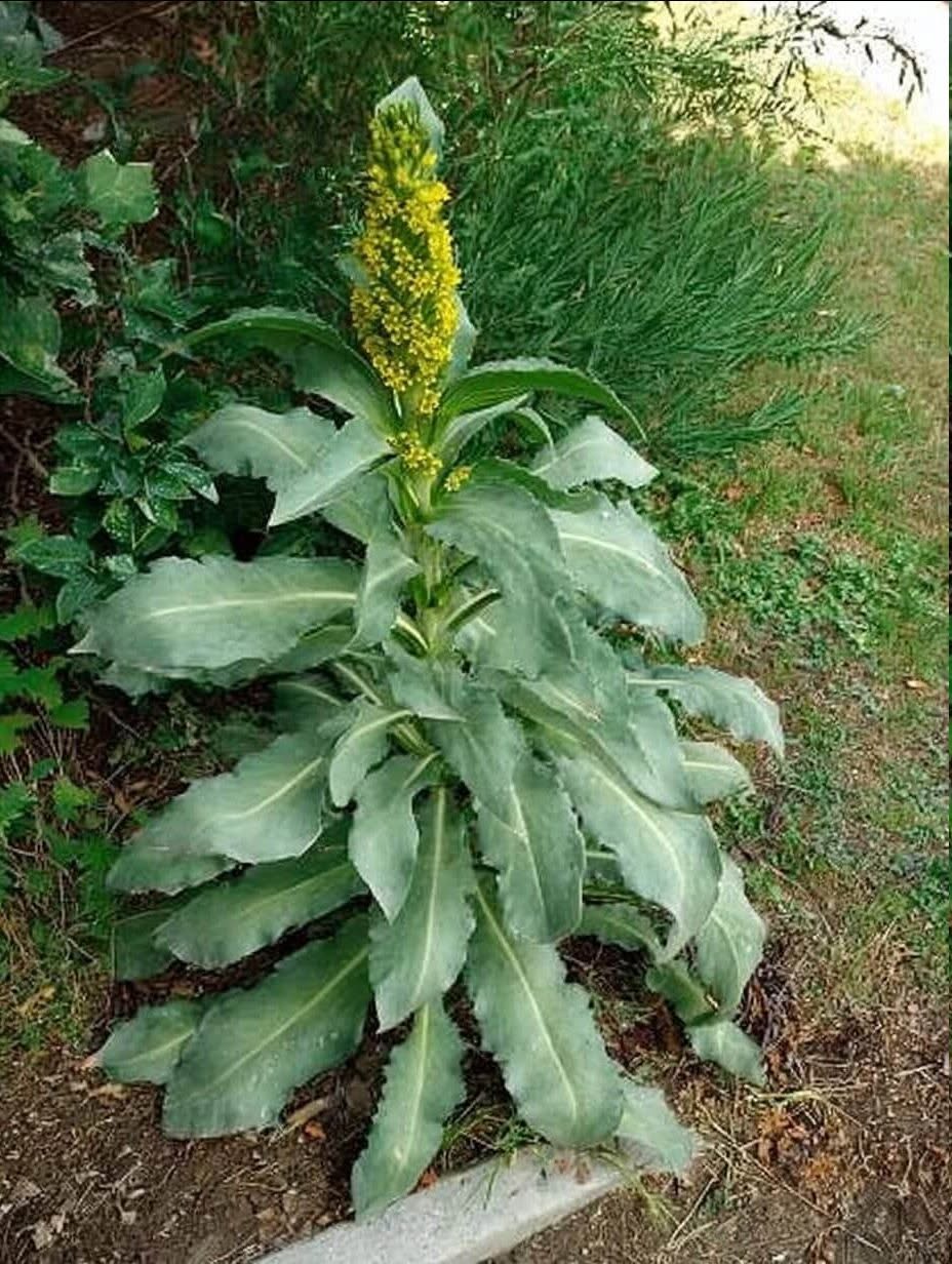 Det “ukrudt” ved vejen? Det kaldes mullein – og det er en slags magi