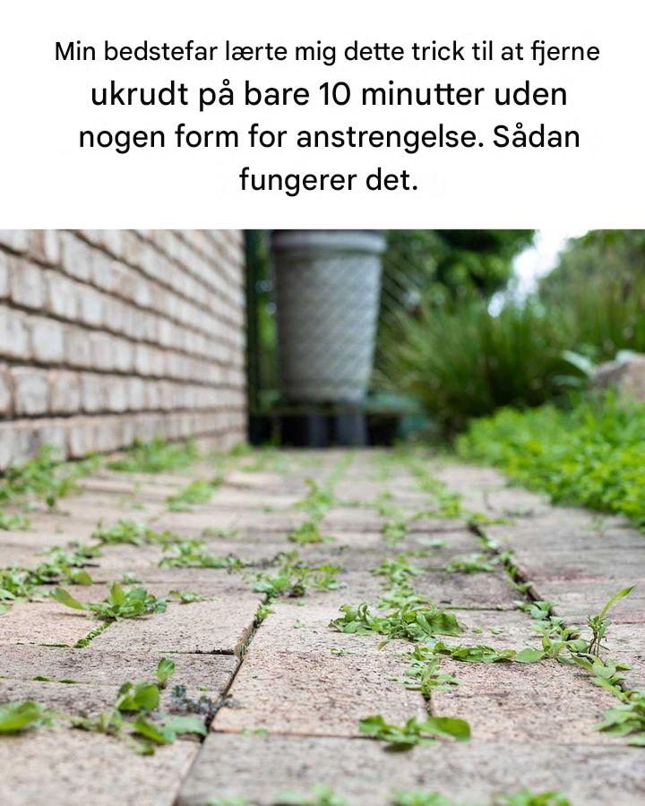 Min bedstefar lærte mig dette enkle trick til at fjerne ukrudt på bare 10 minutter – med næsten ingen indsats